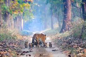 Kalakad Mundanthurai Tiger Reserve